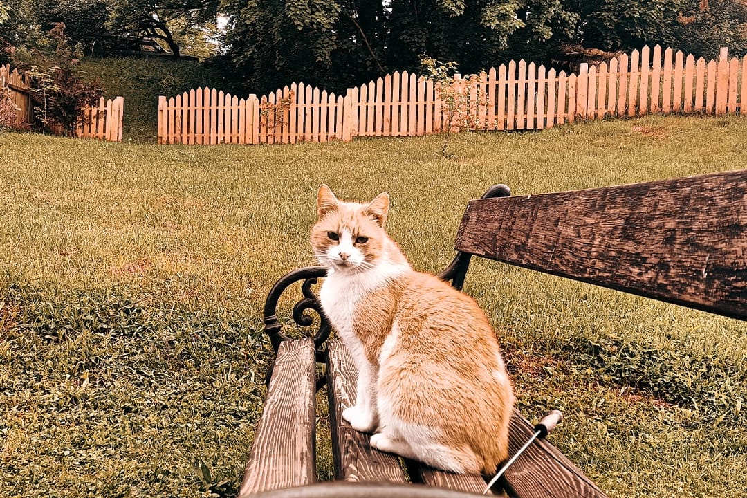 ligetvendeghaz-gyerekbarat-allatbarat-szallas-szokolya